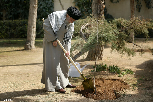 کاشت نهال در هفته منابع طبیعی